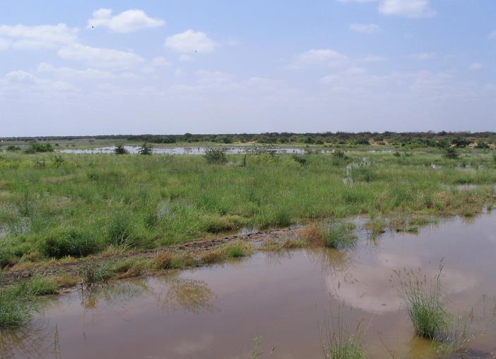 Proportion of divisions affected RVF outbreaks Floods in Ijara during the recent 2006-2007 outbreak (RVF project, ILRI) Rift Valley fever mosquitoborne viral disease of sheep, goats, cattle, camels