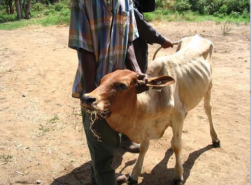 Impacts of the diseases on livelihoods Morbidity and mortality losses high mortality in young animals and abortions in pregnant animals -- Outbreaks of RVF particularly disrupts livestock
