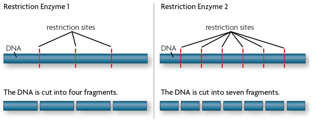 Cutting DNA Each restriction enzyme cuts