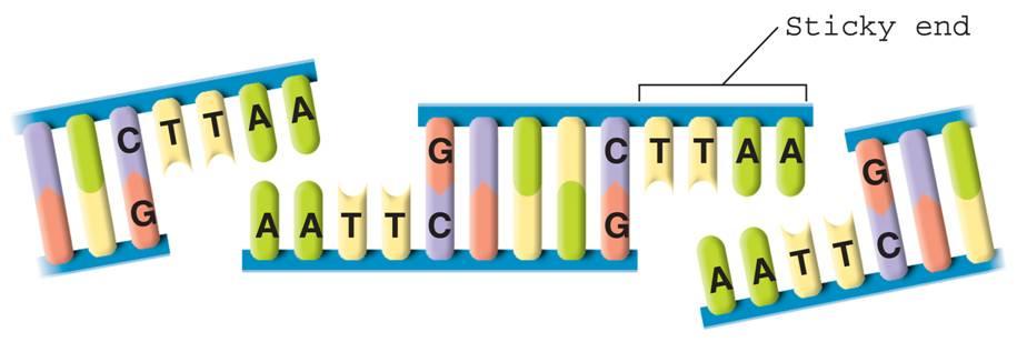 Cutting DNA The cut ends are