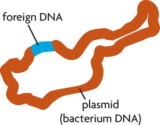 Recombinant DNA Plasmid = tiny circular bacterial DNA