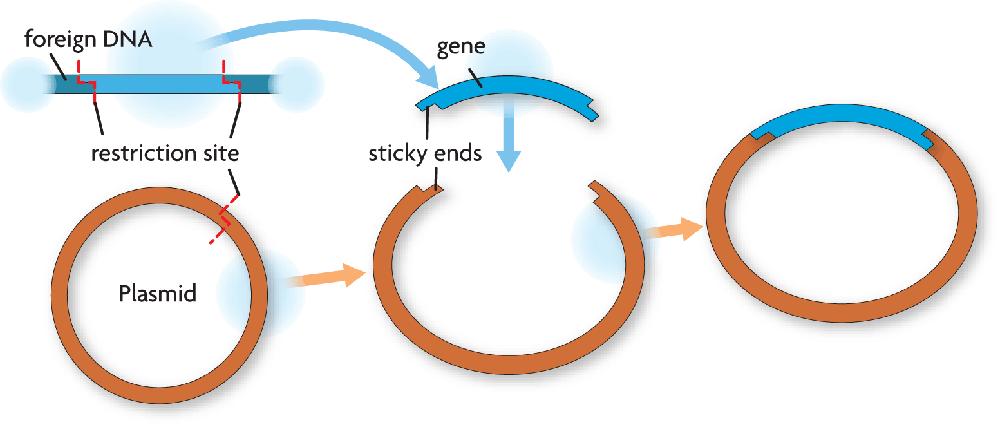 Recombinant DNA Making recombinant DNA: 1) Both the plasmid and the foreign DNA are cut with the same