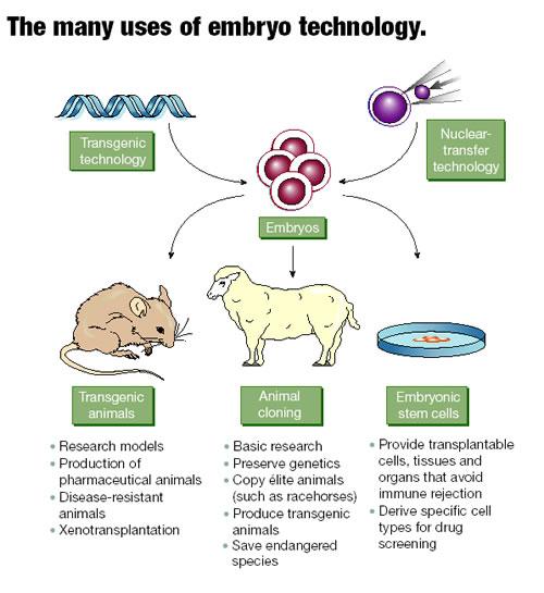 Transforming Animal Cells Transgenic technology Nuclear transfer