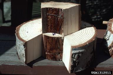 Partial attacks cause pitch pockets in the wood, or other defects.