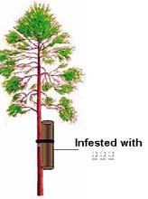 Olfactometers and tree baited with a
