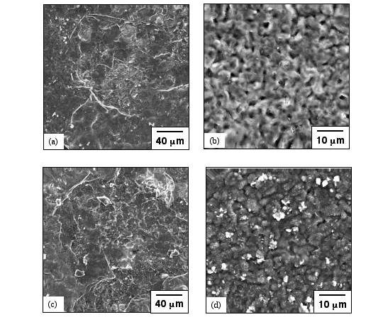 Fig. 6. SEM secondary electron images of surface morphologies of 304L with and without aluminide coatings after thermal cycling in air + 10vol.