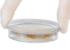 15x60mm contact plate, P34 SabDex (Sabouraud Dextrose) Agar For the cultivation of fungi.