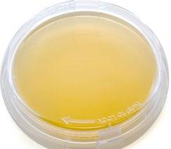 The solution can then be inoculated onto a Tryptic Soy Agar petri plate (Cat. no. G60).
