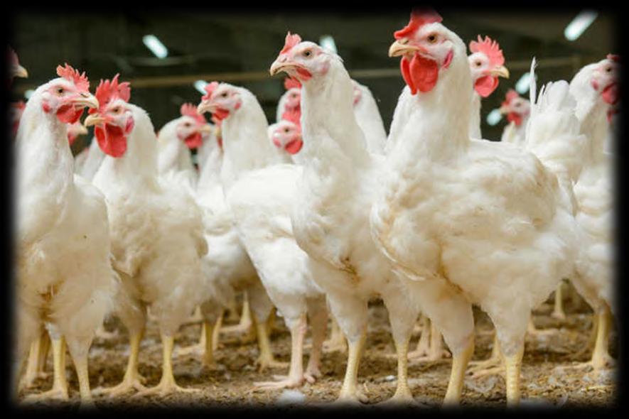 DRAFT BASIC ASSESSMENT REPORT Basic Assessm ent for the Lun gile Poultry Farm ing (P ty) Lt d s pr opos ed chicken egg -laye r