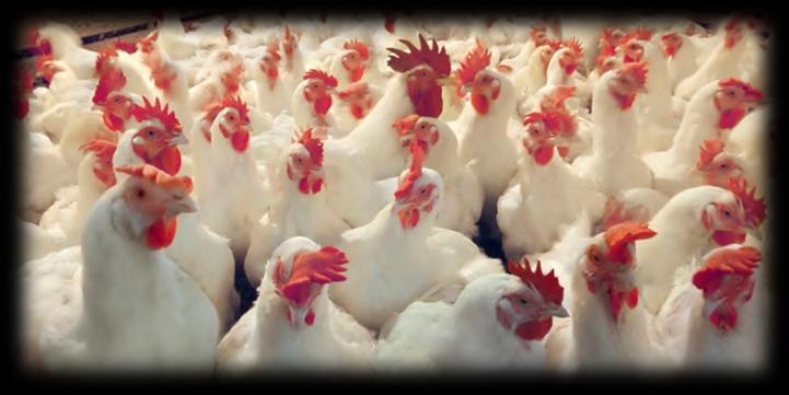 DRAFT BASIC ASSESSMENT REPORT Basic Assessm ent for the Lun gile Poultry Farm ing (P ty) Lt d s pr opos ed chicken egg -laye r facilit y enterp rise on P ortion 4 of Farm W aterval 34 JS, W ater val,