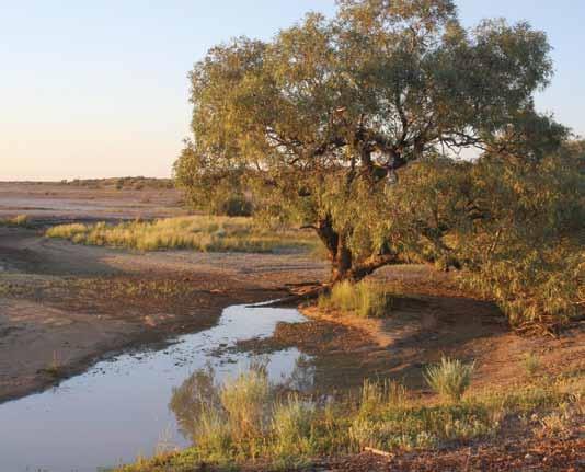 Conserving natural and cultural heritage Diamantina National Park is a jewel in the crown of Queensland s protected area system.