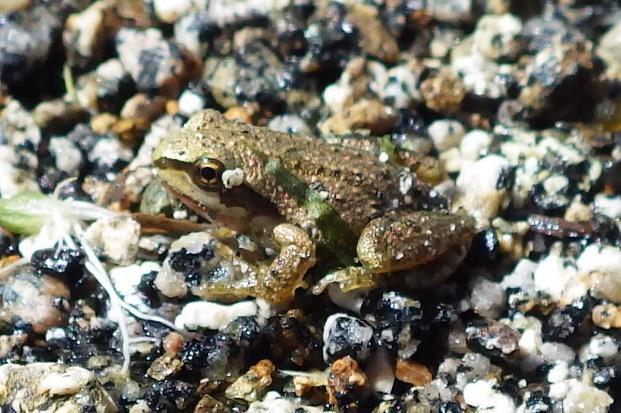 RTE-S1 Special-Status Amphibian & Aquatic Reptiles Objective: Survey to gather information on presence, distribution, and abundance of special-status amphibians and aquatic reptiles that may occur in