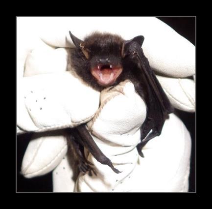 RTE-S4 Special-Status Bat Species Objective: Assess whether special-status bat species are roosting in or on Project facilities and determine any Project effects Results (2015): No special-status bat