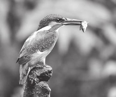 9 5. Read the following information about bird conservation. In 1980 the Kingfisher was an endangered species in a part of South Wales. Conservation workers set up nest places and perches near rivers.