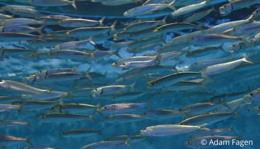 Questions for CERES Fish stock yield What are the implications of changes in ecosystem-level interactions and productivity for fish stocks and their