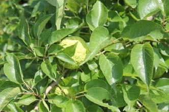 Osage Orange (hedge) Honeylocust pods