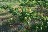 Chemical: 2-4 pt/a 2,4-D recommended Common Honeylocust 1 YAT Redcedar (Juniperus virginiana) Milestone 7 fl oz 1 YAT Herbicide Rate 7-22-2011 7-18-12