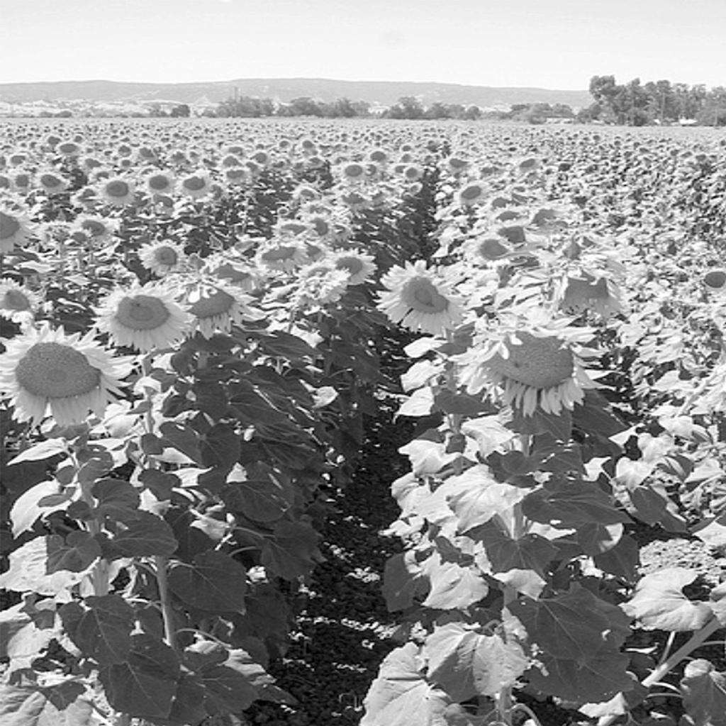 10. The photograph shows a field of sunflowers. Sunflowers are large insect-pollinated plants.