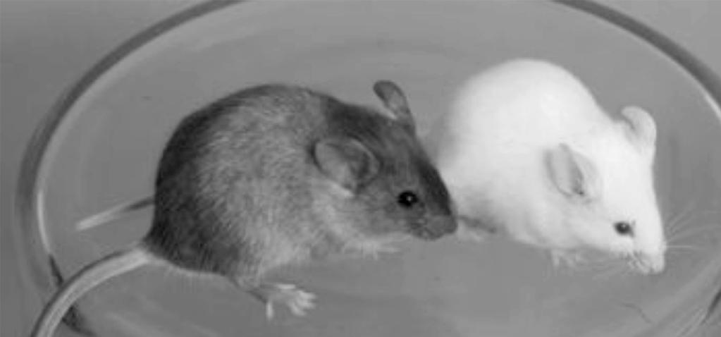 15. The photograph shows a normal mouse and an albino mouse. normal mouse albino mouse Albinism is an inherited condition in which animals have white fur.