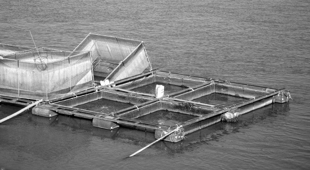 10. The photograph shows a fish farm. One third of the fish we eat is produced by fish farms.