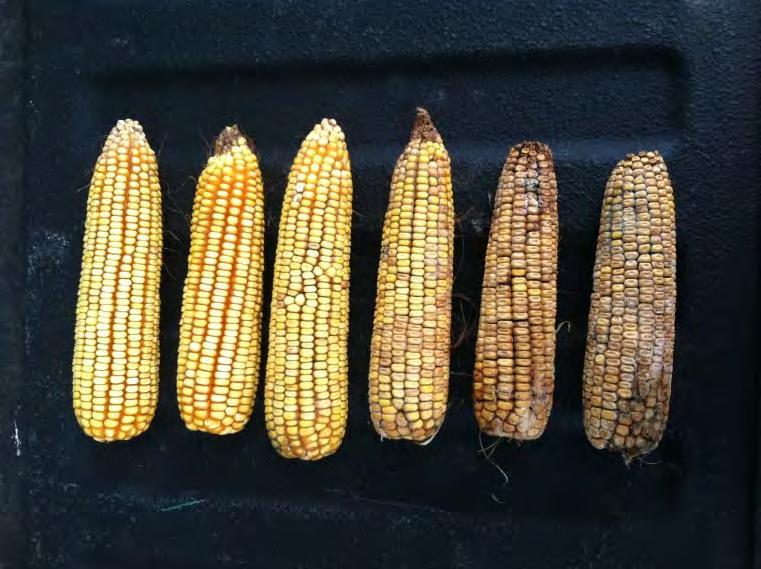 Corn Yield Losses to Ear Rots, Leaf