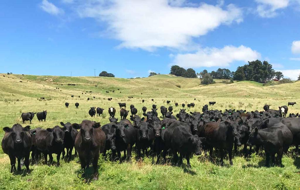 The vision of the Whangara Farms partnership is to be an