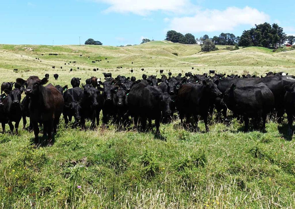 Genetic Improvements Whangara Farms operates an integrated breeding and finishing farm.