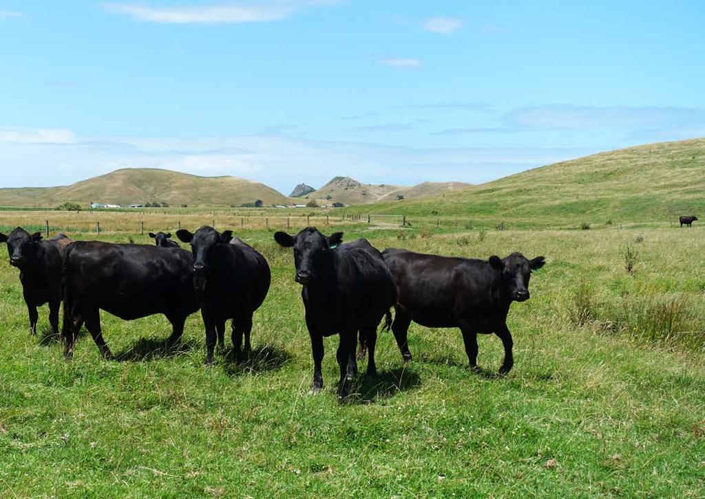 Rotational Grazing The farm operates a Rotational Grazing policy across the farm, which has numerous advantages over continuous or set stocked grazing.