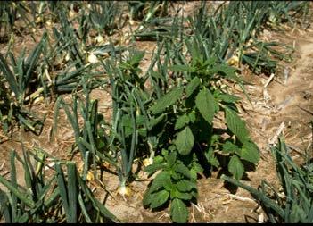 IYSV in Colorado detected a variable incidence of the virus in asymptomatic plants of: