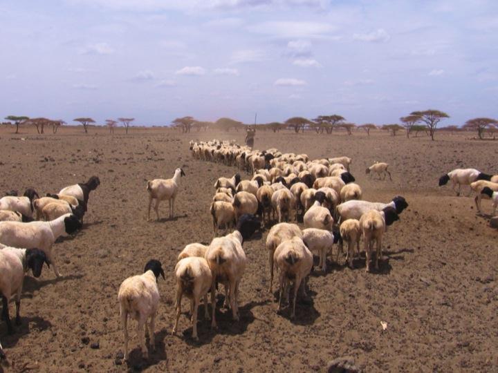Resilience in the Face of Climate Change and Shocks Poverty Traps Shocks could push households into a poverty trap Research has identified a minimum herd size, or tipping point, below which