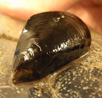 Using stable isotopes to trace the biological fate of CNT-derived carbon C isotope values of tissues and pseudofeces in control and exposed mussels and CNTs were measured and an isotopic mixing model