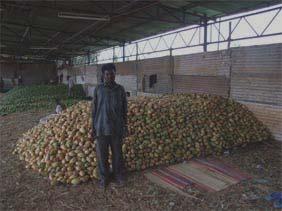 Mango market chain Producer