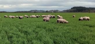 Pasture Finishing Systems More natural ; perhaps some health benefits due to CLA and Omega Acids Some consumers prefer the flavor and the story Good Pasture Management is Key to