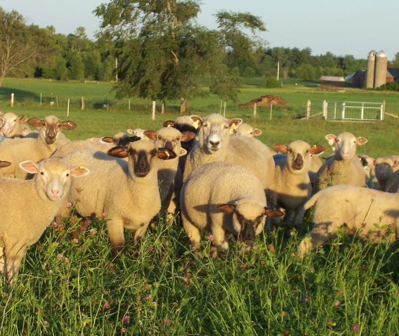 Pasture Finishing Systems (cont d) Legumes highly nutritious Grasses require