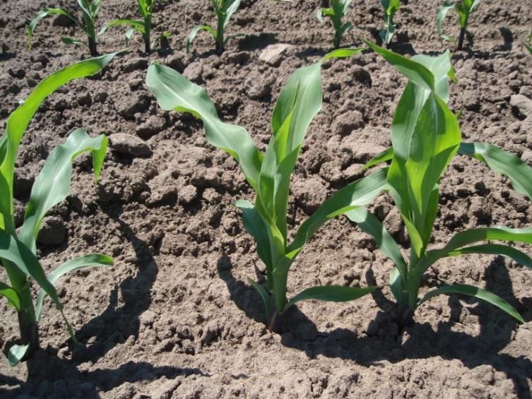 Identify areas where stand establishment losses are greater than normal 5% over-planting is common, but may need to be modified for certain conditions or field