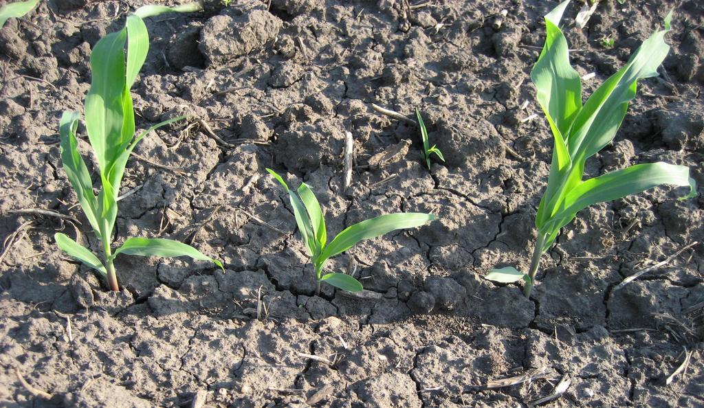 Uniform emergence is critical 2 leaf stages