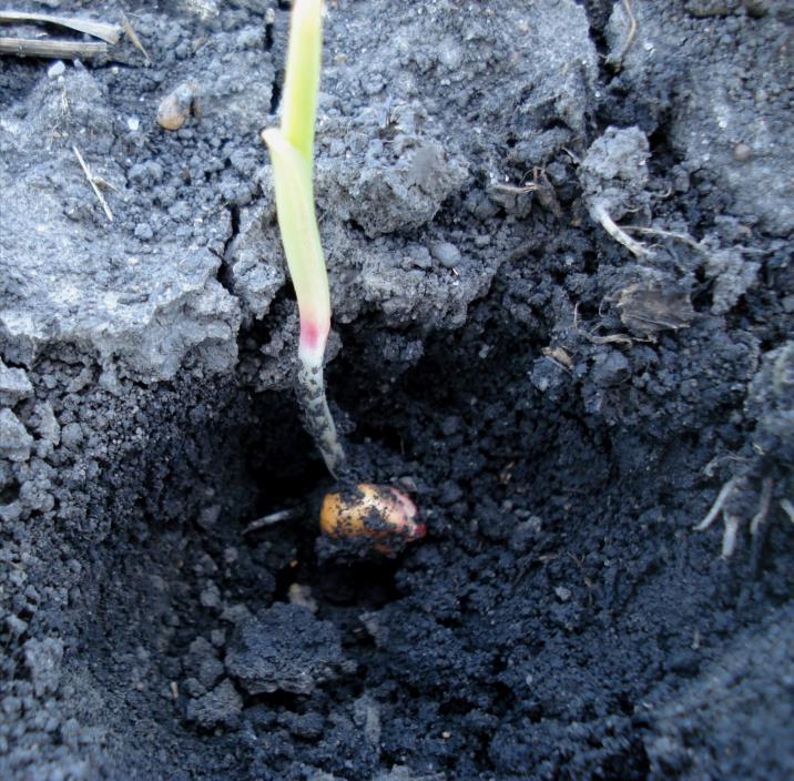 Uneven moisture in the seed zone #1 cause of uneven emergence Result of Variable soil