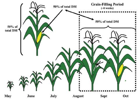 Shorter-season hybrids progress quickly through vegetative