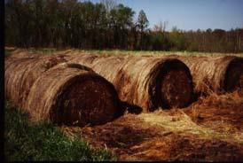 Cost of Hay Due to Waste % waste Hay cost $ / bale 1000 lb /bale $/lb DM 30 lb DM/day days /bale 0.0% $35.00 1,000 $0.035 $1.05 28.6 10.0% $38.89 900 $0.039 $1.17 25.7 20.0% $43.75 800 $0.044 $1.