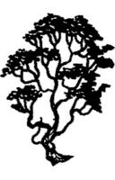 Arbutus (Ra) - Arbutus menziesii Tree Species > Arbutus Page Index Distribution Range