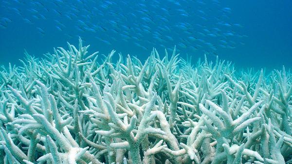 Ecosystems impacts One of the most well-known biological impacts of warming is coral bleaching, but ocean acidification can also affect coral growth rates.