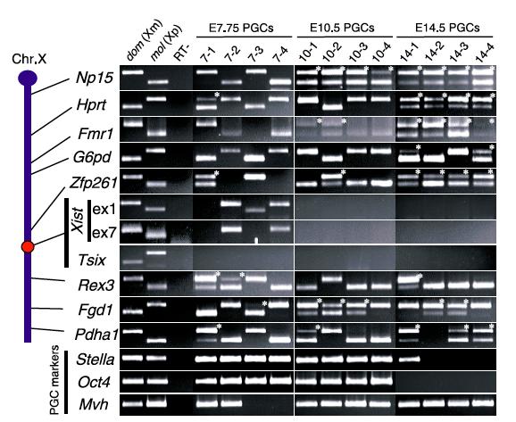 Singel cell RT-PCR of transcripts from -linked genes