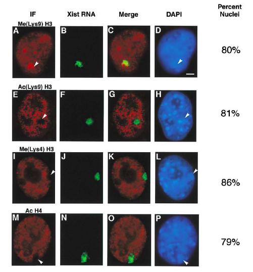 H3K9me3 is associated with transcriptional repression in