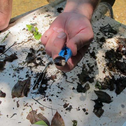 MACROINVERTEBRATE IDENTIFICATION Use the sorting supplies to
