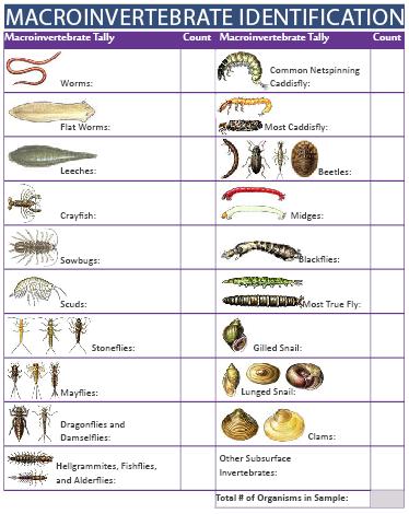 Sheet, and any other resources to identify the organisms to the