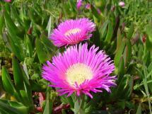 African Ice Plant Critical Thinking and Applied Questions An ecosystem consists of both living community and its nonliving environment.