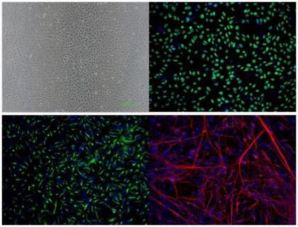 Figure 1 Culture kinetics of neural stem cells in Xeno-Free Proliferation Medium prepared with B-27 Supplement XenoFree CTS. After 10 days, the initial culture seeded with 0.5 10 6 cells produced 4.