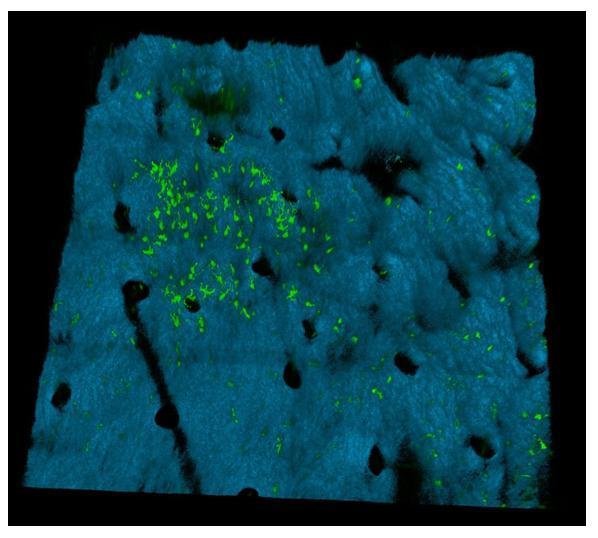 Figure 7.6. 3D rendering of TPEF and SHG images from the skin graft. The transparency of the SHG is set to be very low to highlight the GFP cells that sit above the collagen layer.