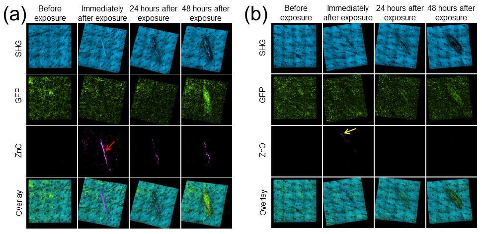Figure 8.5. Time-lapse in vivo imaging of mouse skin following a linear incision and dermal exposure to (a) ZnO NPs and (b) a control treatment of water.