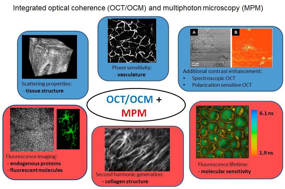 Figure 1.2 Illustration of the different contrast mechanisms employed by OCT/OCM and MPM. OCT [12]. MPM is an imaging technique that also is capable of achieving various types of contrast.